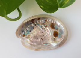 Abalone schelp S