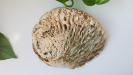 Abalone schelp 13-14 cm