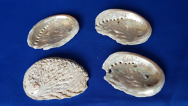 Abalone schelp S
