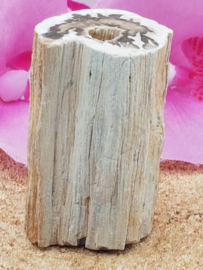 Versteend hout stam - nr. 1