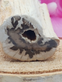 Versteend hout stam - nr. 1