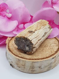 Versteend hout stam - nr. 2