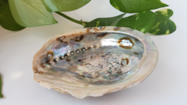 Abalone schelp L