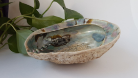 Abalone schelp 2XL - 18cm