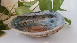 Abalone schelp 3XL - 19cm