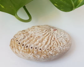 Abalone schelp S - 6,5-7cm