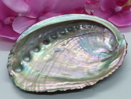Abalone schelp M - 11-12 cm