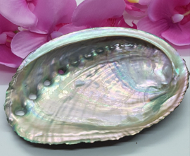Abalone schelp - 10,5 cm