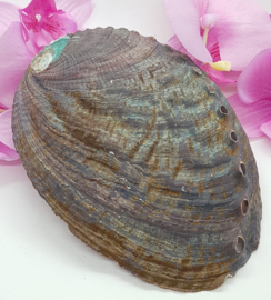 Abalone schelp met op- en ontlaad setje
