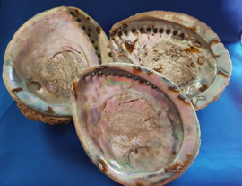 Abalone schelp XL - 16-17cm
