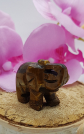 Olifant Tijgeroog