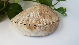 Abalone schelp 3XL - 19cm
