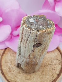 Versteend hout stam - nr. 2