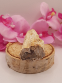 Versteend hout stam - nr. 3