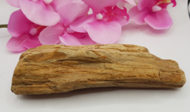 Versteend hout stam ruw