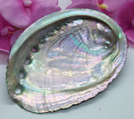 Abalone schelp - 10,5 cm