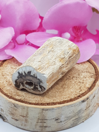 Versteend hout stam - nr. 1