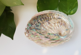 Abalone schelp S - 6,5-7cm