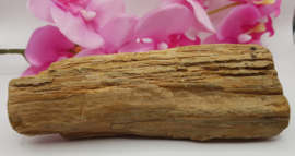 Versteend hout stam ruw