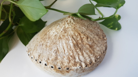 Abalone schelp 3XL - 19cm
