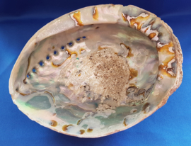 Abalone schelp 2XL