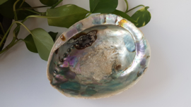 Abalone schelp 2XL