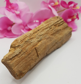 Versteend hout stam ruw