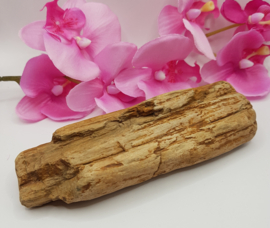 Versteend hout stam ruw