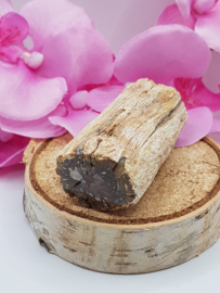 Versteend hout stam - nr. 2