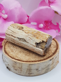 Versteend hout stam - nr. 2