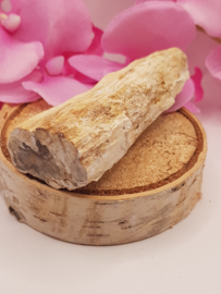 Versteend hout stam - nr. 3