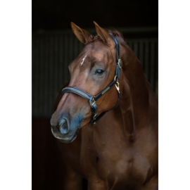 lederen halster Horse name