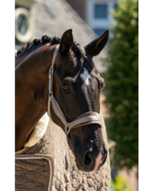 showtime halster velvet 2025/26