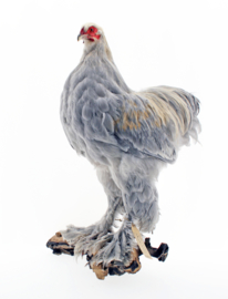 Isabel brahma haan ( Gallus gallus domesticus)