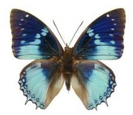 Charaxes smaragdalis