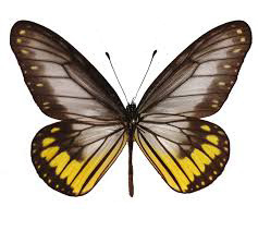 Ideopsis vitrea oenopia