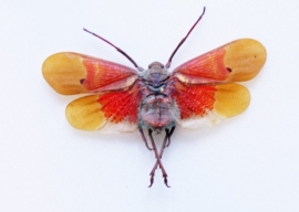 Homoptera scamandra sanguiflua