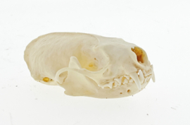 Nerts schedel