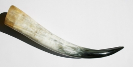 Longhoorn 50 cm