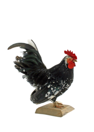 Kip (Gallus gallus domesticus)