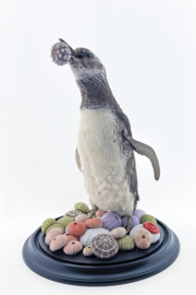 Magelhaenpinguin ( Spheniscus magellanicus)