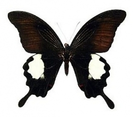 Papilio iswara