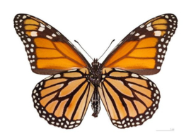 Danaus plaxuppus - De Monarchvlinder