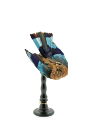 Blauwbuik scharerrelaar ( 1890)