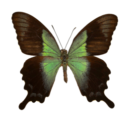 Papilio peranthus