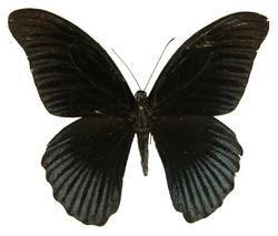 Papilio memnon agenor