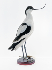Kluut ( Recurvirostra avosetta )