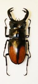 Hexartrius parryi pardoxus