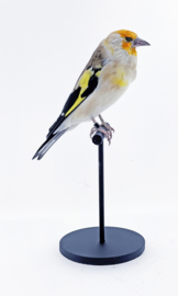 Putter	( Carduelis carduelis )