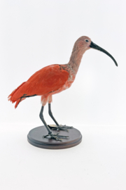 Rode ibis (Eudocimus ruber)